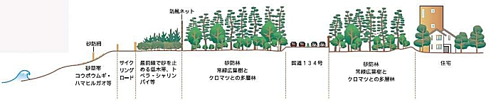 砂防林断面図