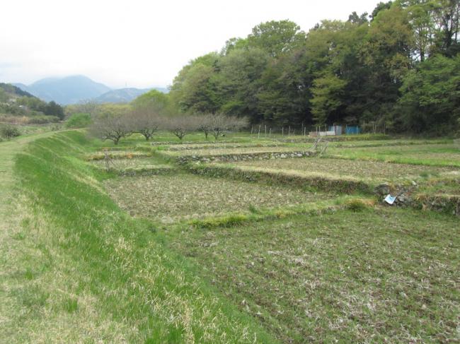 秦野市　堀西の写真です