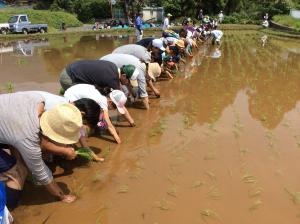 菩提田植え