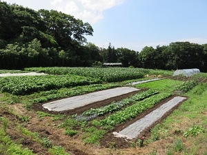 チャレンジコースほ場