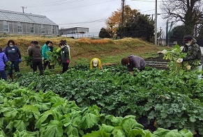 ダイコン収穫