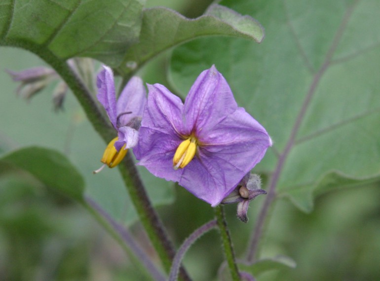 葉かげのナスの花