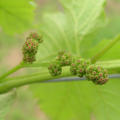 1粒1粒が花