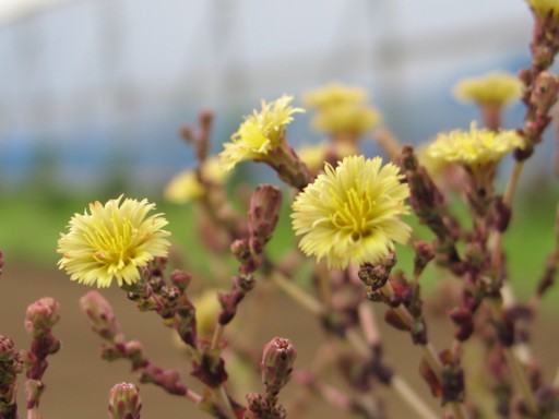 リーフレタスの花、咲いている部分