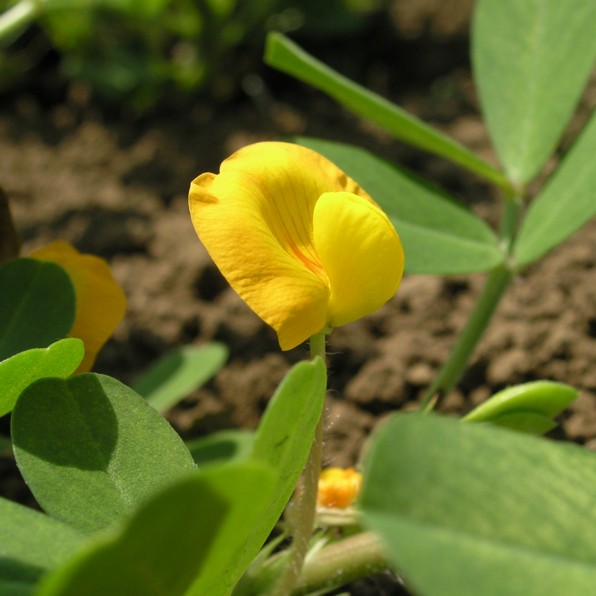 ラッカセイの花1つ