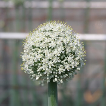 タマネギの花