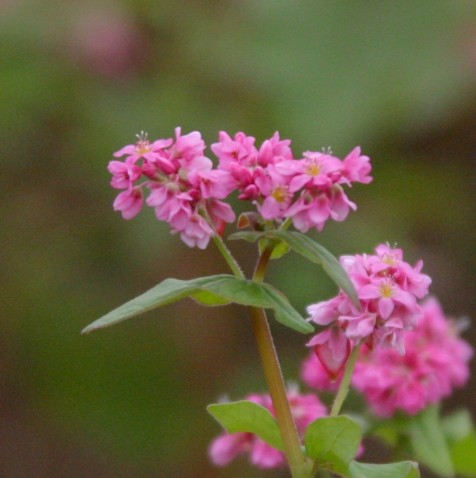 高嶺ルビー花アップ