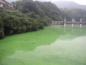 アオコが発生した相模湖（平成18年）