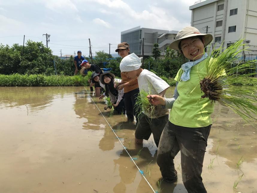 taue