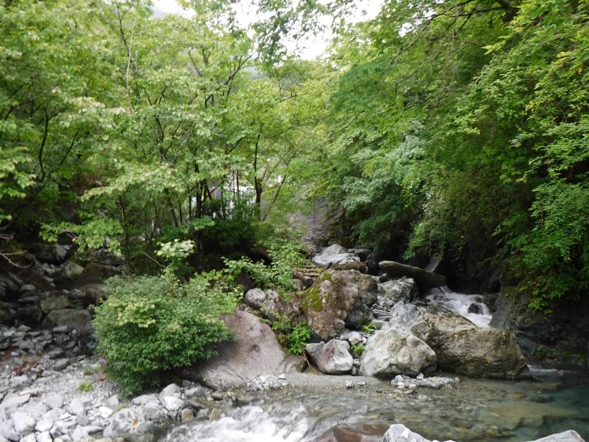 やどりき水源林の様子（画像）