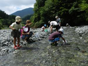 水生生物観察