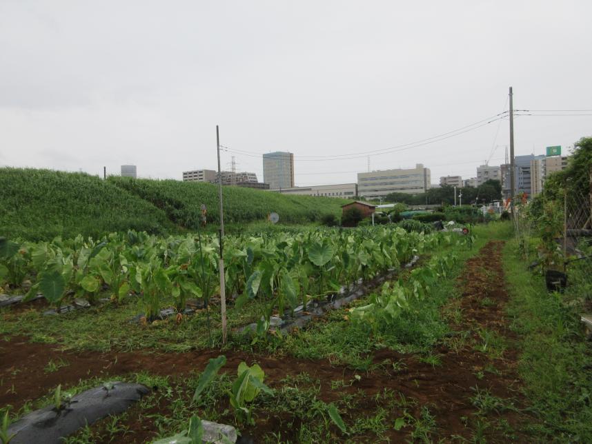 かながわ農業サポーター