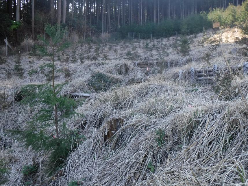 平成29年度植栽全景