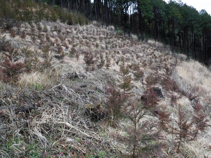 平成28年度植栽苗木のこれまでの様子2