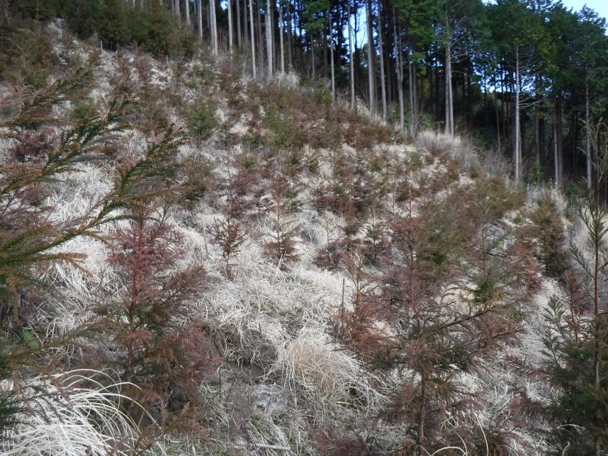 平成28年度植栽苗木の様子2