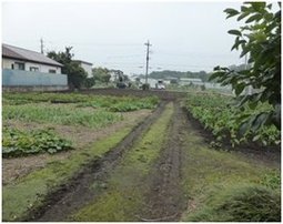 農場の牛糞を利用して、飼料を作り、その飼料を牛に給与する循環型農業の形態をとっている