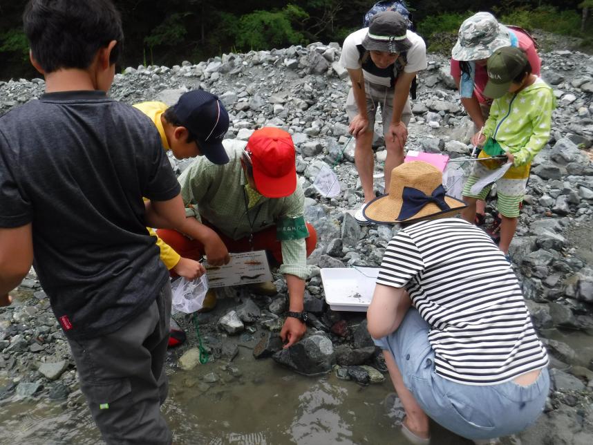 水生生物観察-1