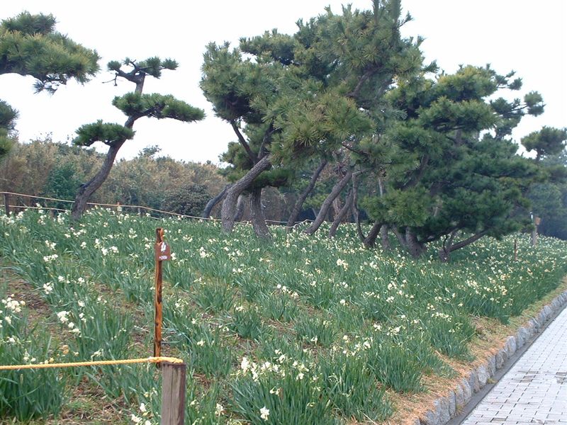 公園の水仙