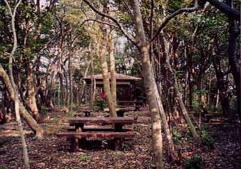 はやま三ヶ岡山緑地1