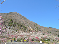 幕山公園の梅の写真