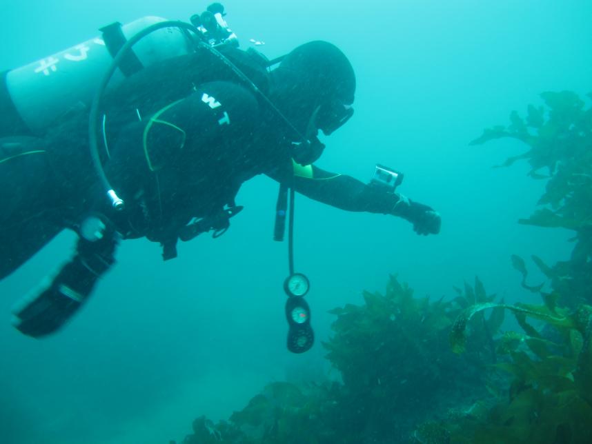 写真　磯根の潜水調査2