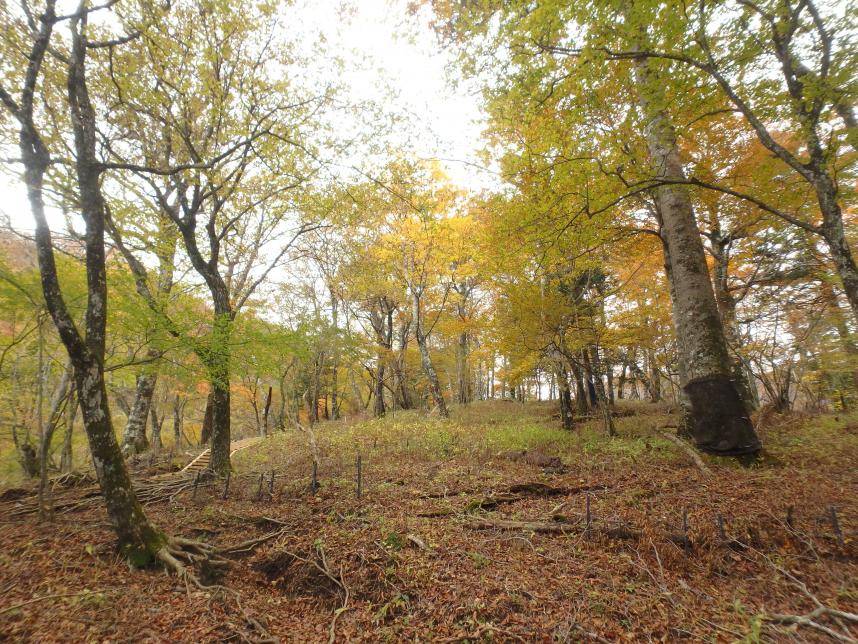 登山道紅葉