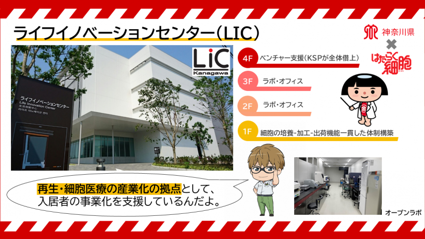 LIC(はたらく細胞)