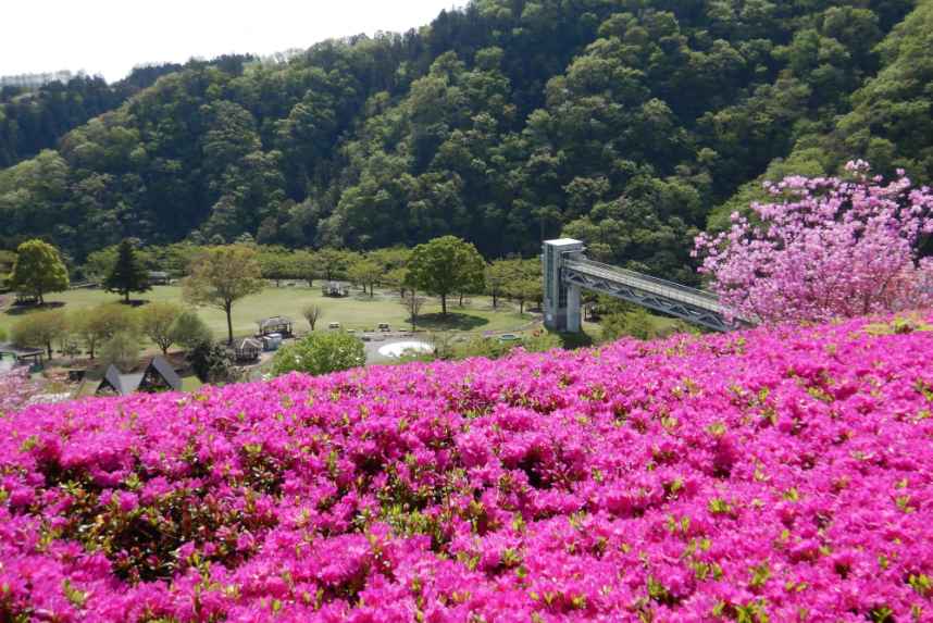 あいかわ公園のツツジ