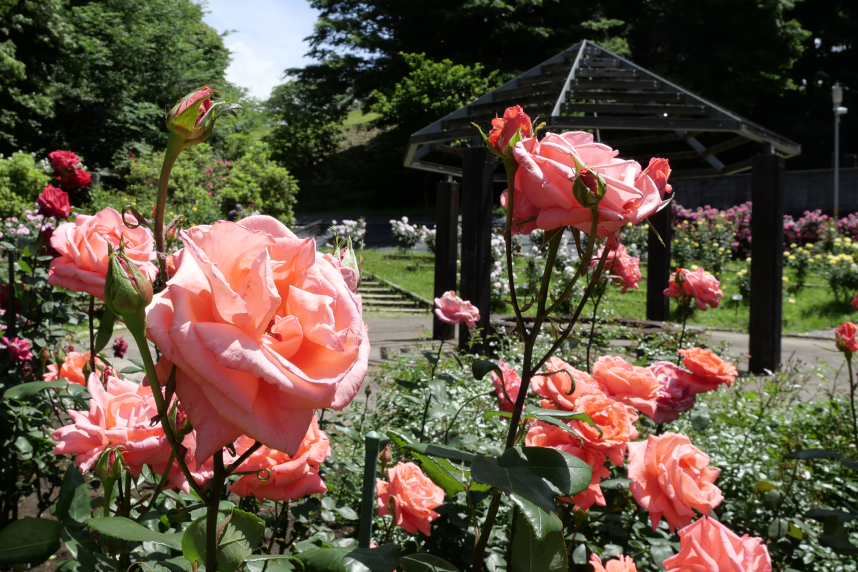 綾瀬市城山公園のバラ