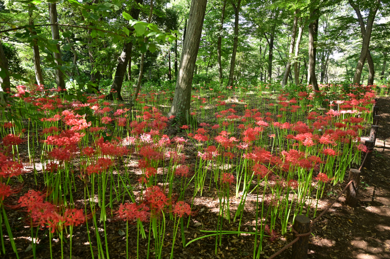 相模原北公園の彼岸花