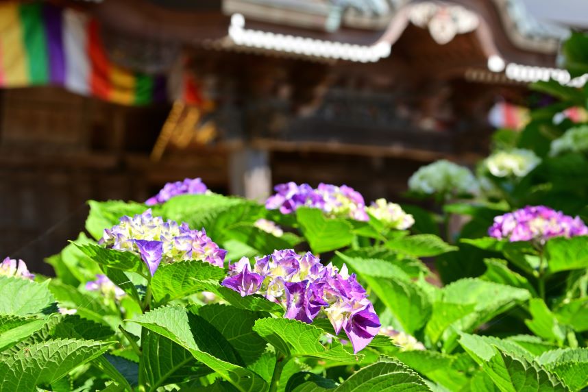 長谷寺のあじさい