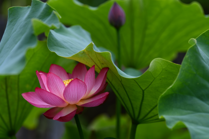 常泉寺の蓮の花