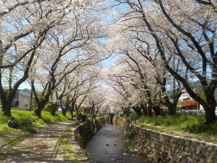 sakura