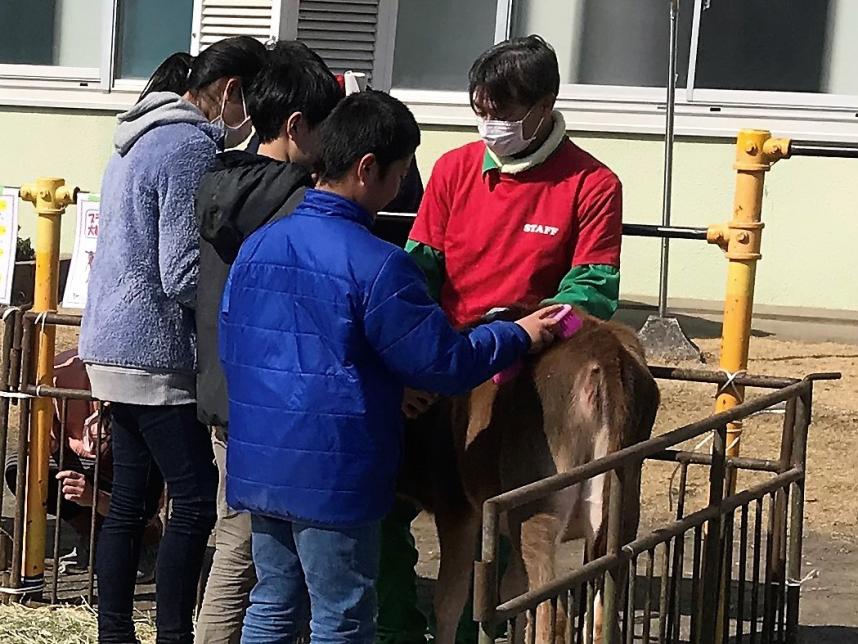 子牛とのふれあい