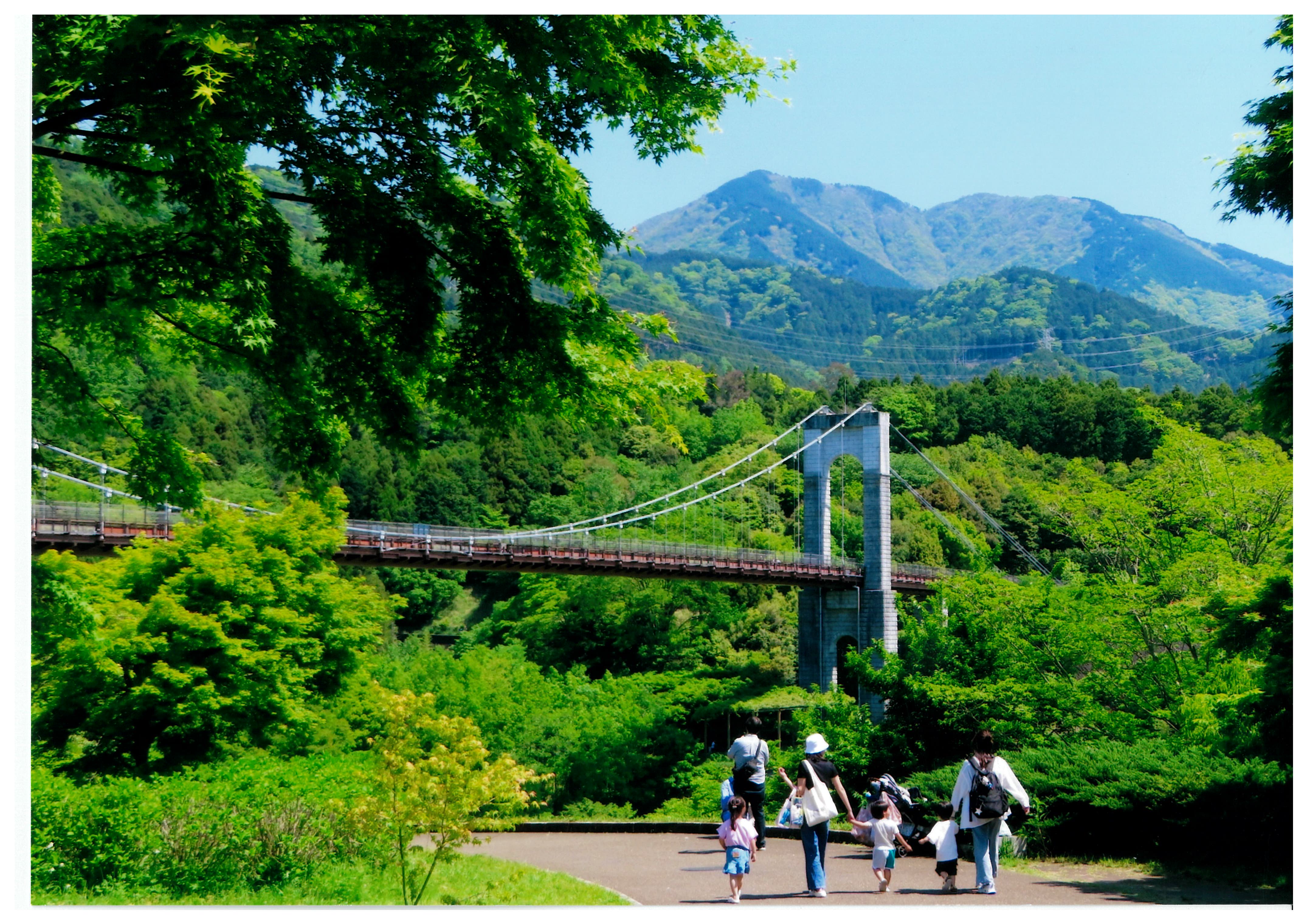 新緑の丹沢の山々