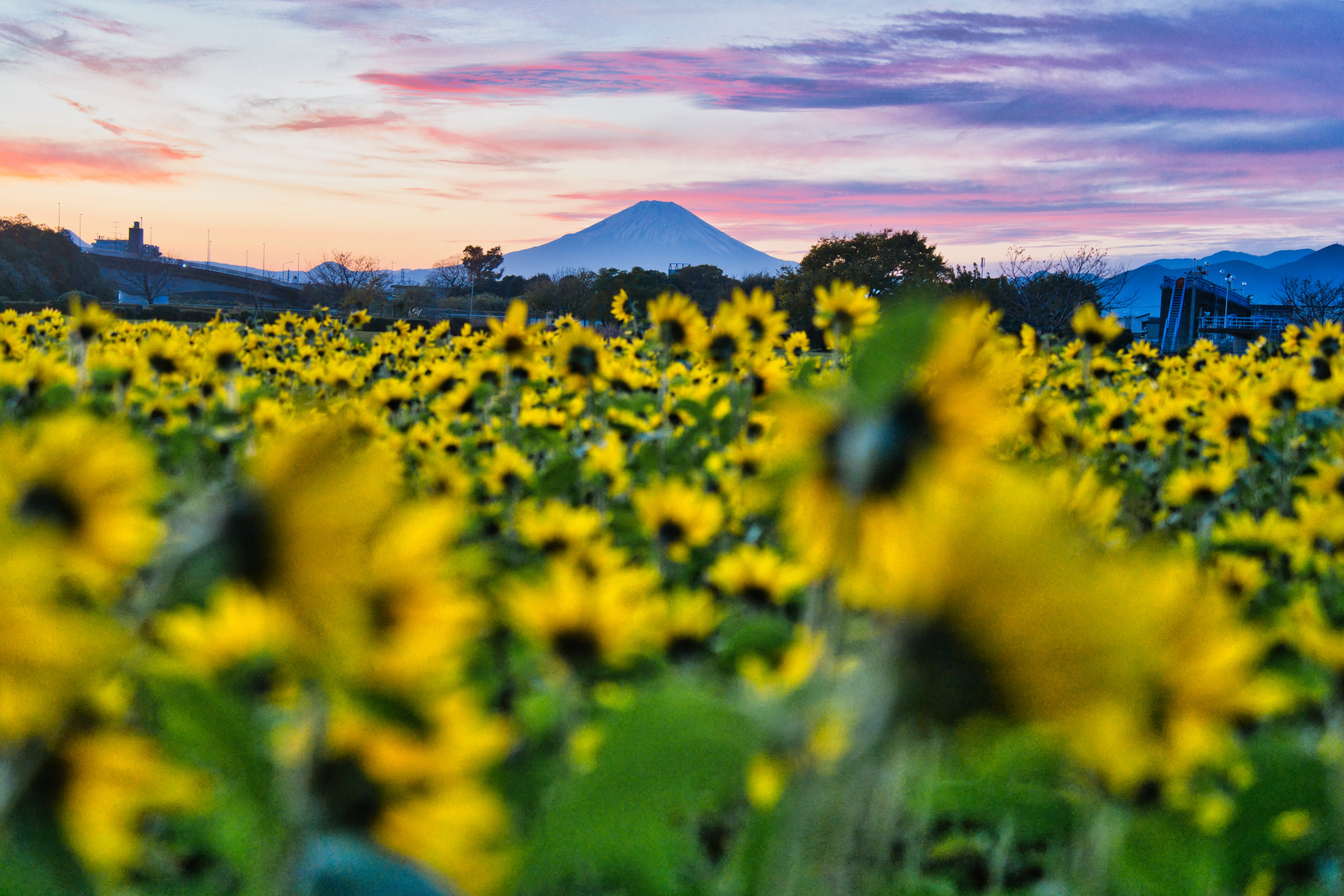 さむかわ冬のひまわり