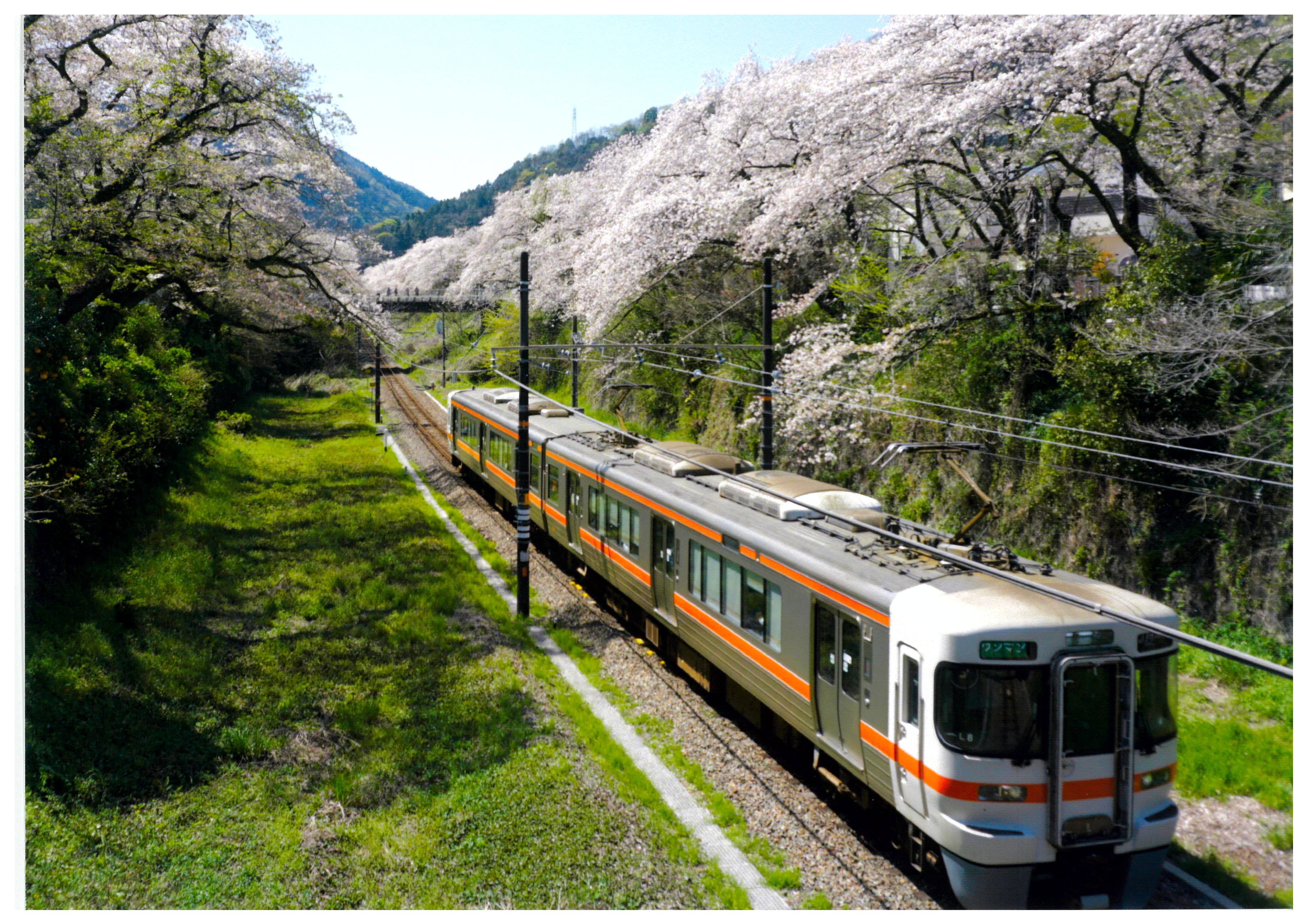 山北 桜まつり