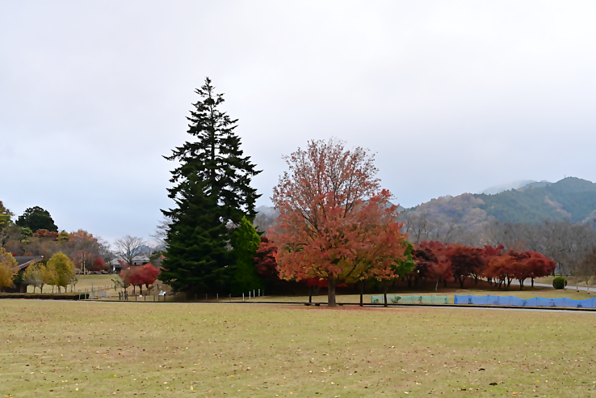 湖畔園地_樅ノ木