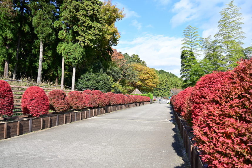 あいかわ公園入口のどうだんつつじ