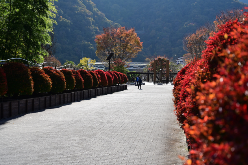 あいかわ公園入口のどうだんつつじ