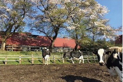 牧場体験（服部牧場）