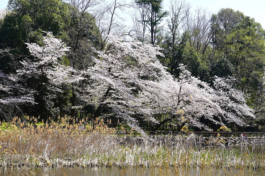 しらかしの池東側の桜