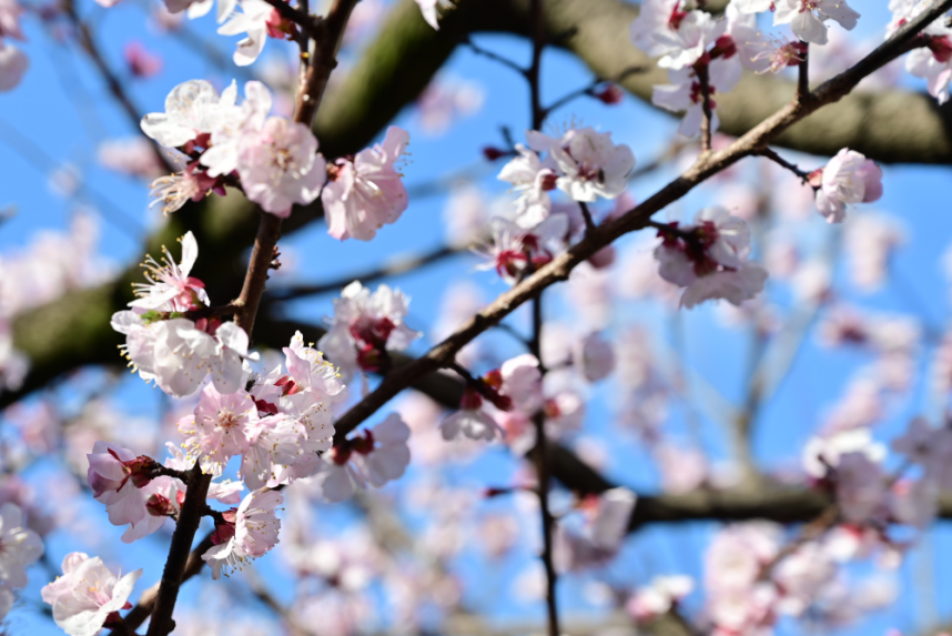 体験館横のあんずの花