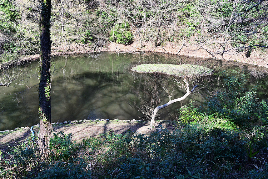 水鳥の池を見る