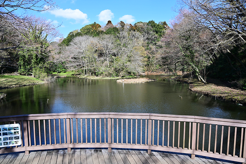 水鳥の池