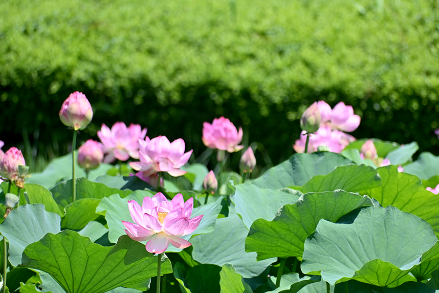 蟹ヶ谷公園の蓮