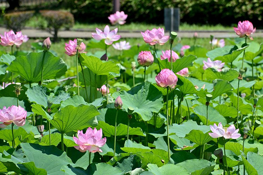 蟹ヶ谷公園の蓮3