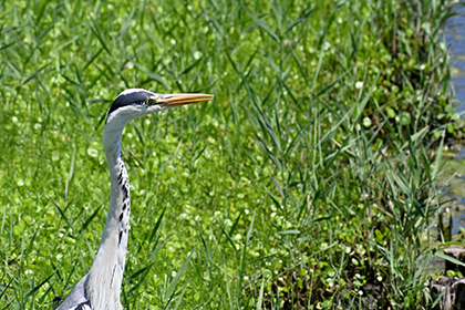蓮の池に集まる野鳥