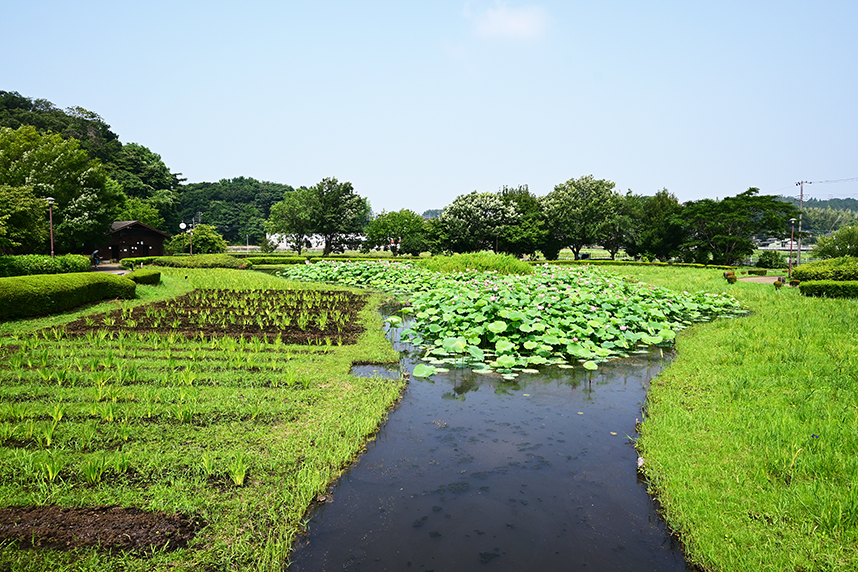 蓮の花が咲く蟹ヶ谷公園