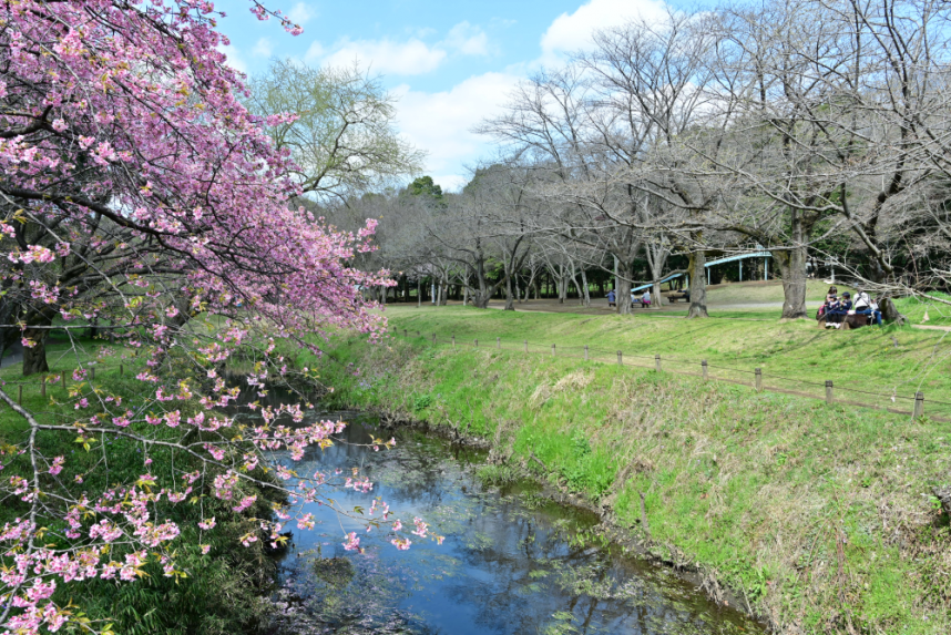 桜の並木